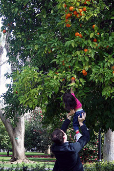 Amaryllis picking oranges