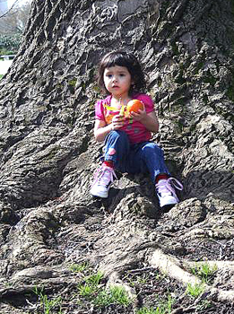 Amaryllis under Big Tree